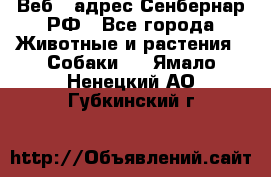 Веб – адрес Сенбернар.РФ - Все города Животные и растения » Собаки   . Ямало-Ненецкий АО,Губкинский г.